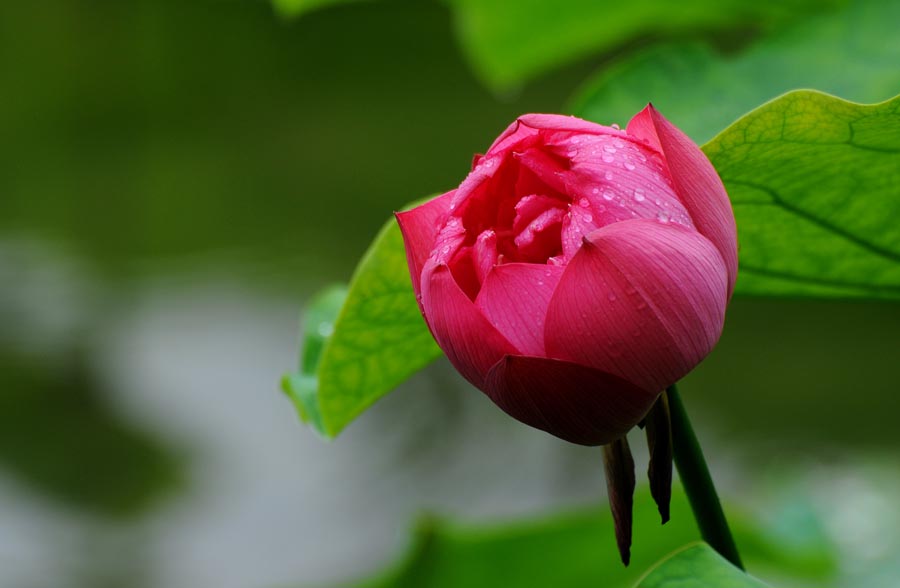 A010549-时尚简约-花类-花朵 花朵摄影 荷花
