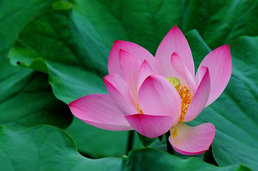 A010550-时尚简约-花类-花朵 花朵摄影 荷花