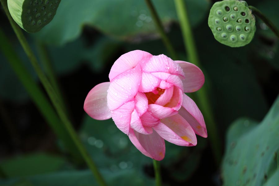 A010554-时尚简约-花类-花朵 花朵摄影 荷花