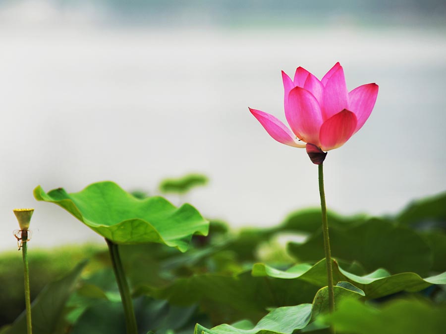 A010561-时尚简约-花类-花朵 花朵摄影 荷花