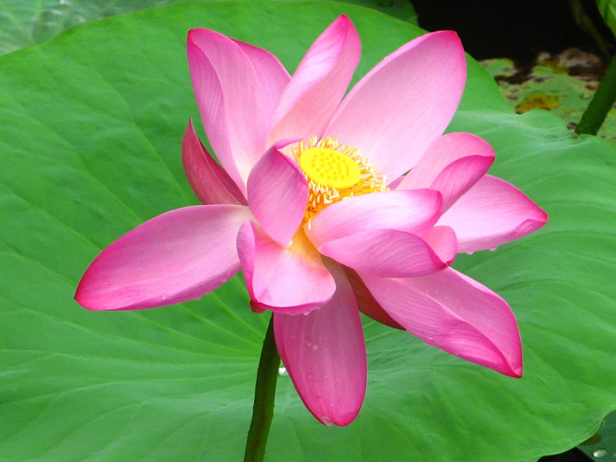 A010562-时尚简约-花类-花朵 花朵摄影 荷花