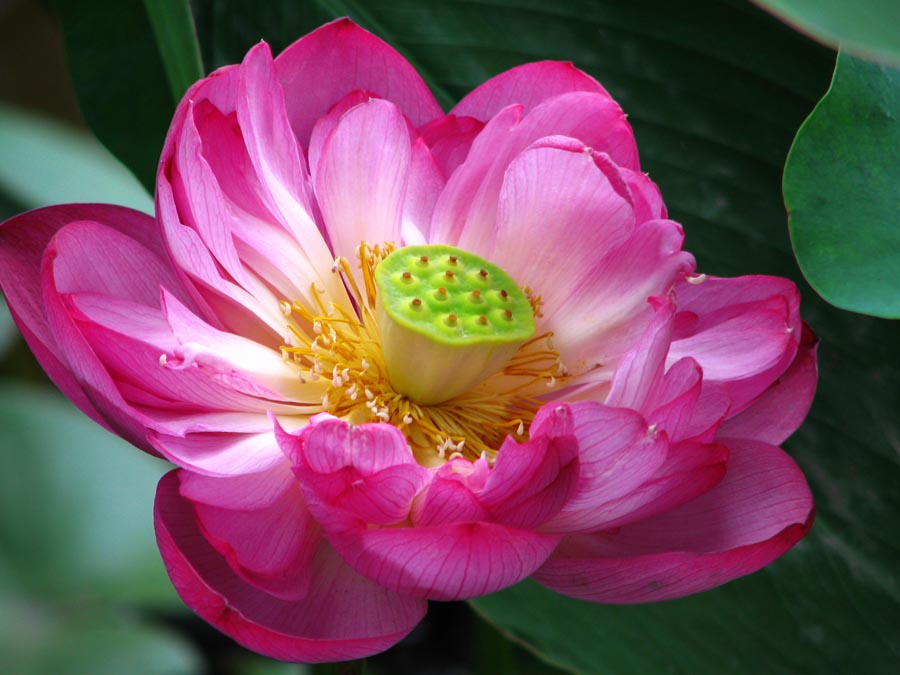 A010563-时尚简约-花类-花朵 花朵摄影 荷花