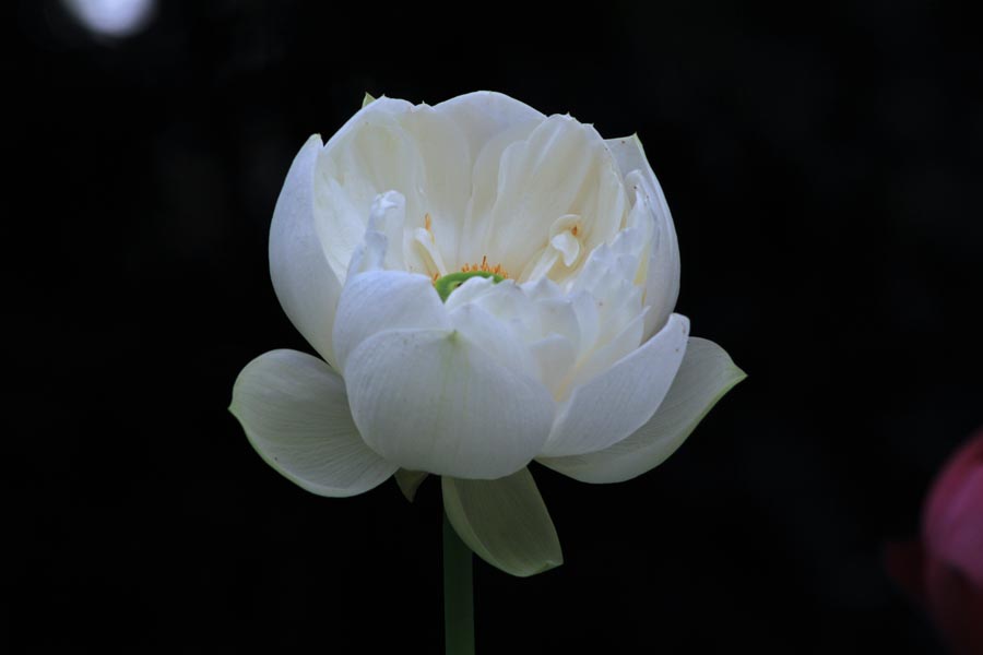 A010565-时尚简约-花类-花朵 花朵摄影 荷花