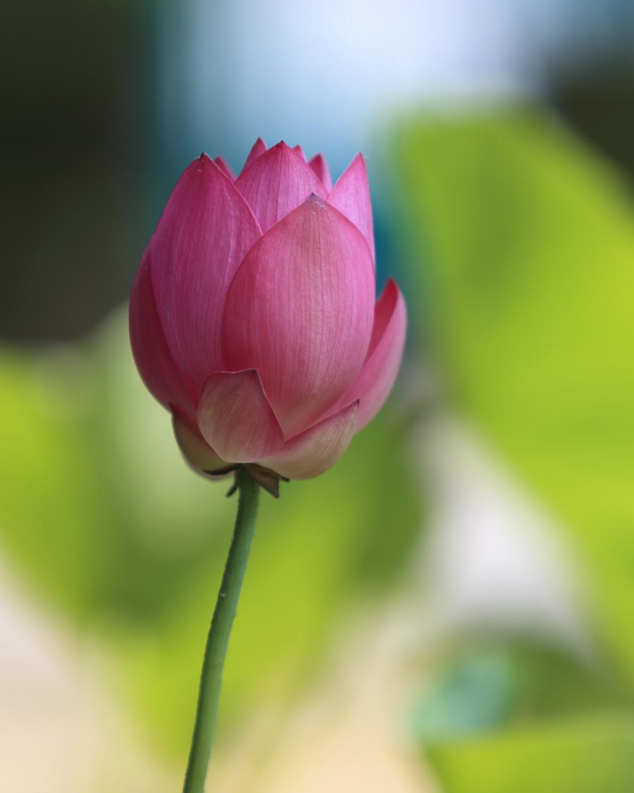 A010569-时尚简约-花类-花朵 花朵摄影 荷花