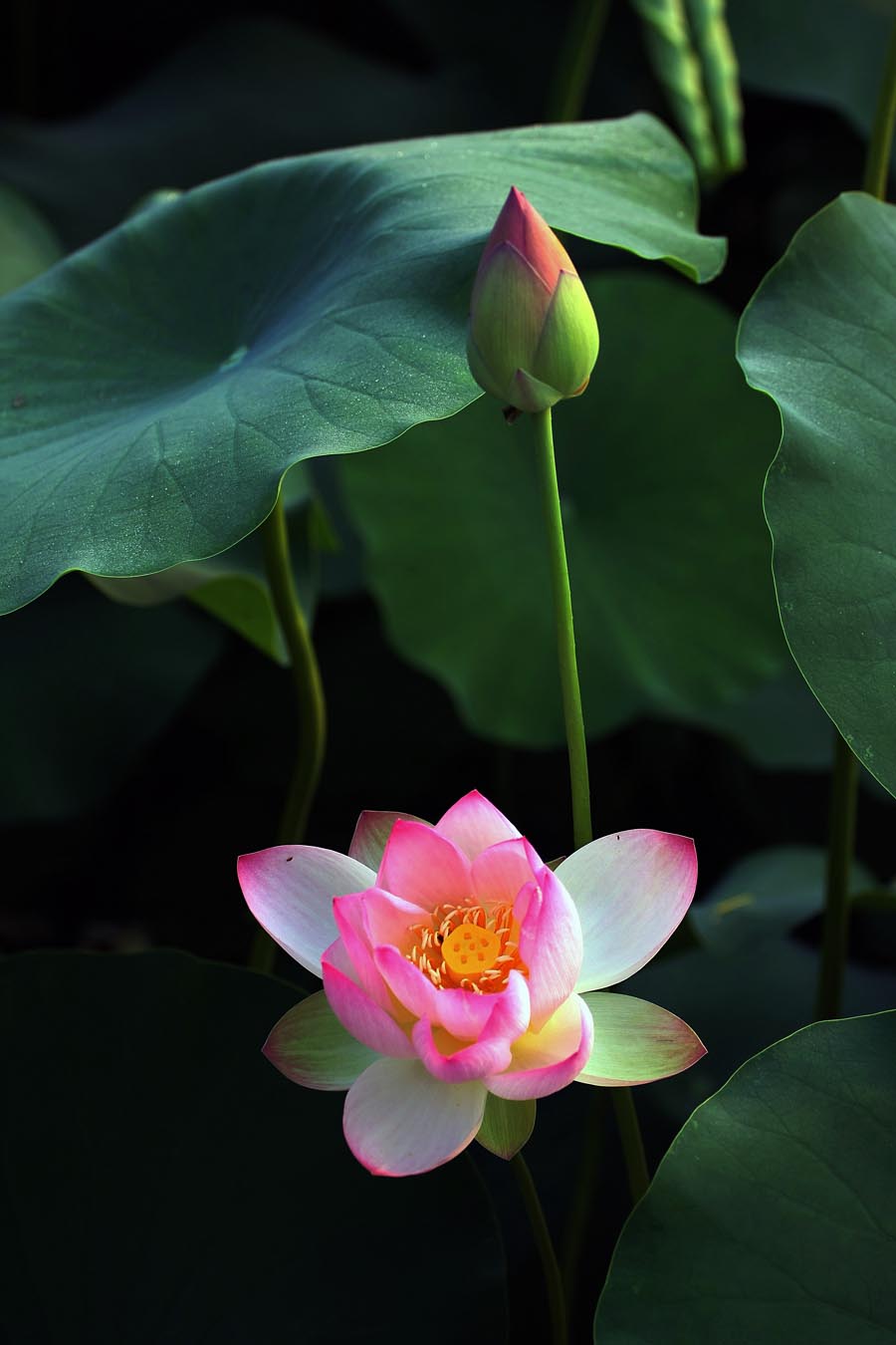 A010570-时尚简约-花类-花朵 花朵摄影 荷花
