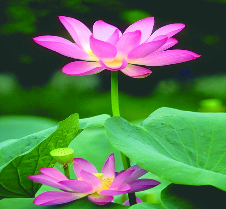 A010574-时尚简约-花类-花朵 花朵摄影 荷花