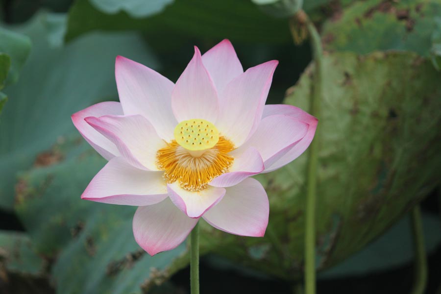 A010575-时尚简约-花类-花朵 花朵摄影 荷花