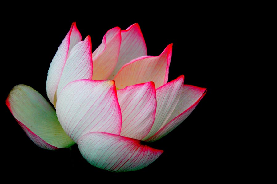 A010576-时尚简约-花类-花朵 花朵摄影 荷花