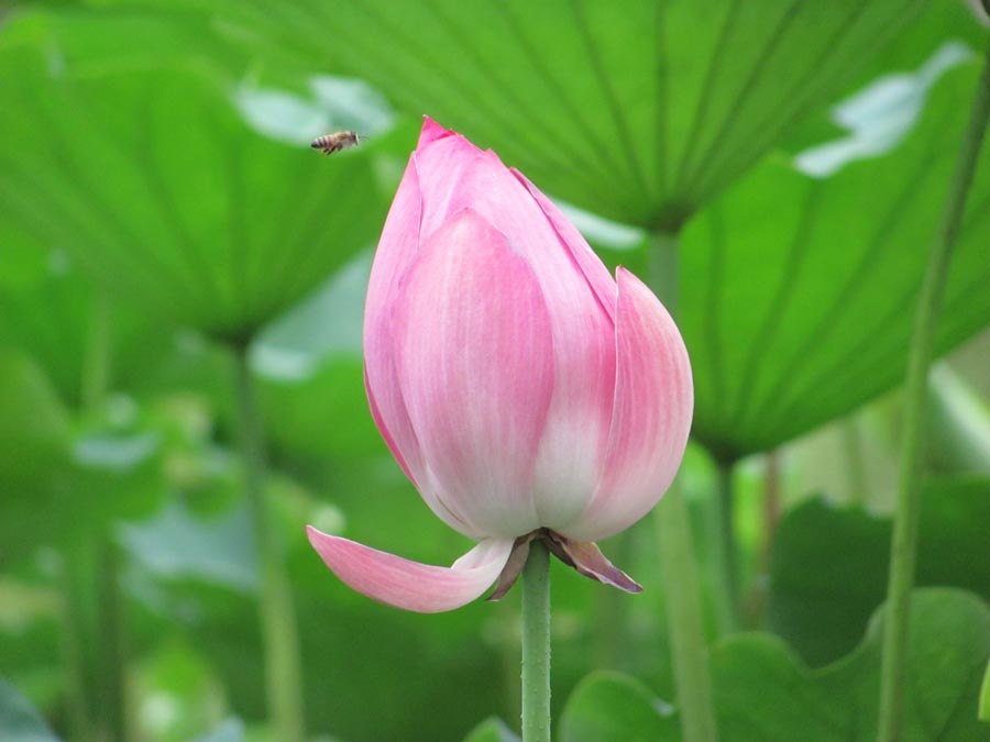 A010577-时尚简约-花类-花朵 花朵摄影 荷花