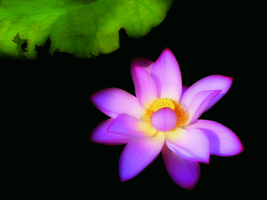 A010579-时尚简约-花类-花朵 花朵摄影 荷花