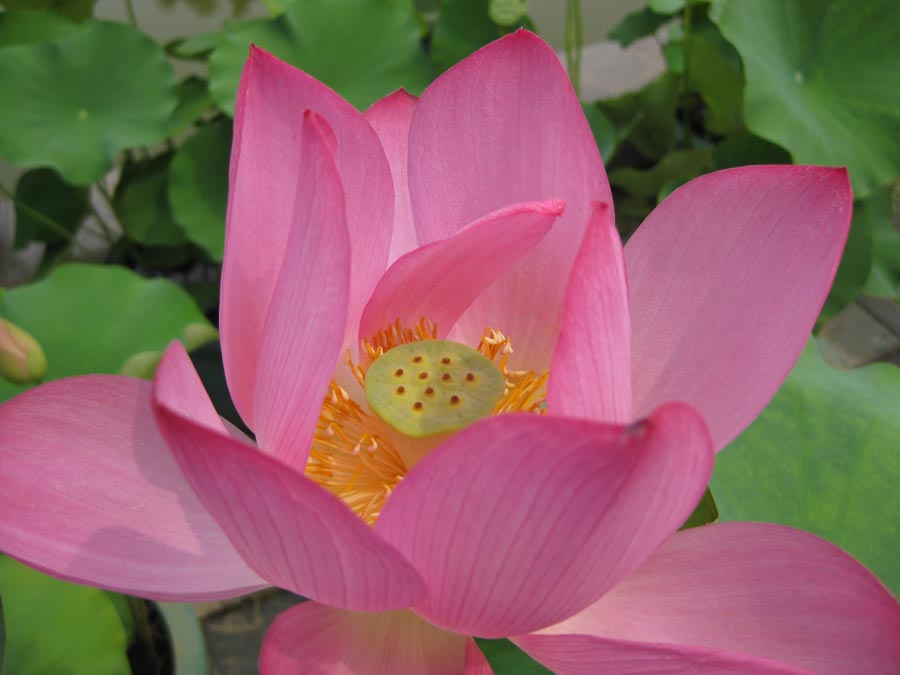 A010583-时尚简约-花类-花朵 花朵摄影 荷花