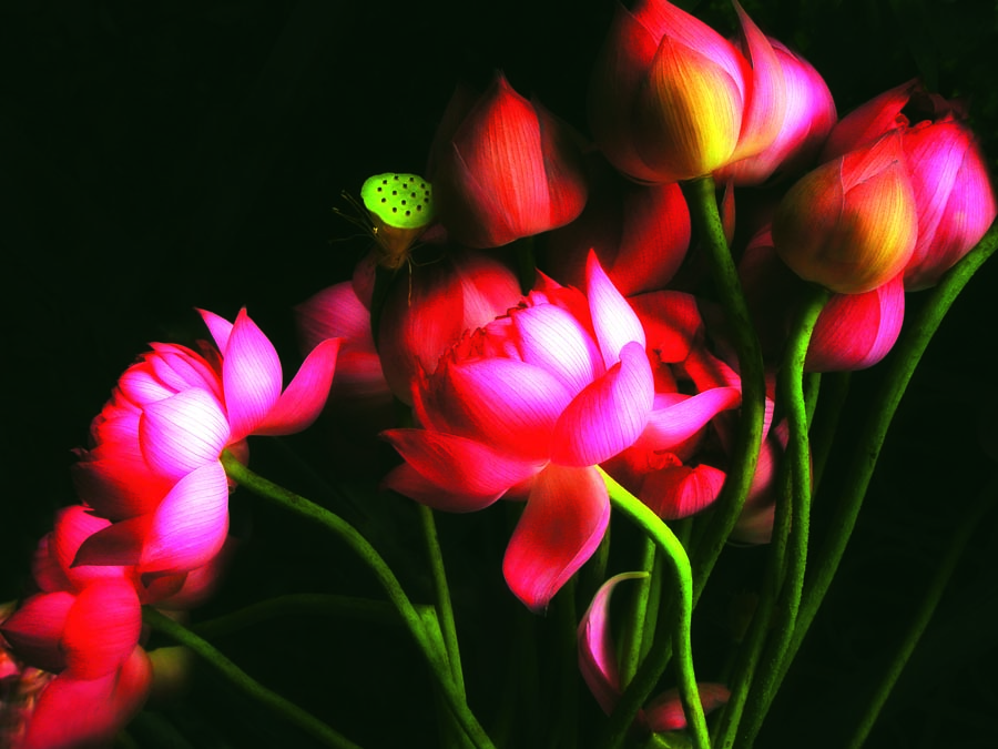 A010586-时尚简约-花类-花朵 花朵摄影 荷花