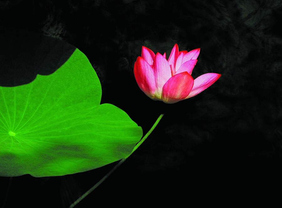 A010590-时尚简约-花类-花朵 花朵摄影 荷花