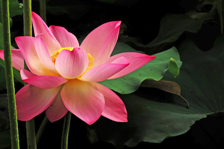 A010591-时尚简约-花类-花朵 花朵摄影 荷花