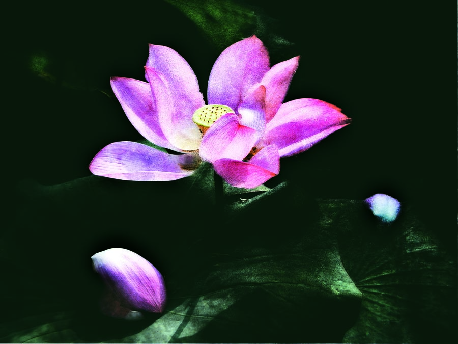 A010592-时尚简约-花类-花朵 花朵摄影 荷花