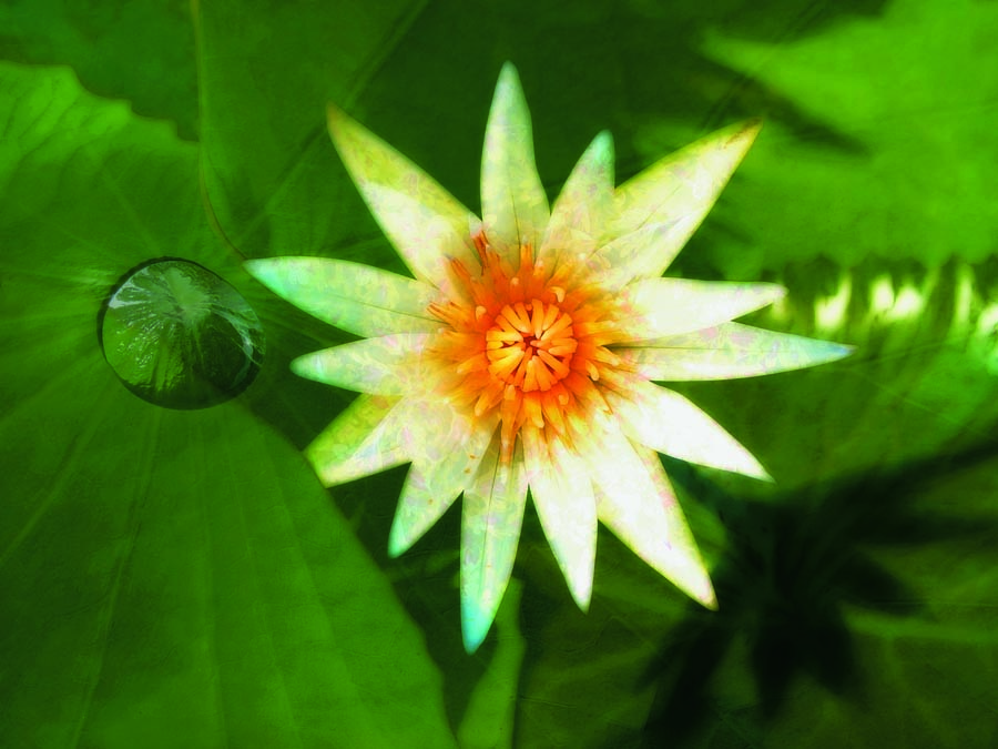 A010593-时尚简约-花类-花朵 花朵摄影 荷花