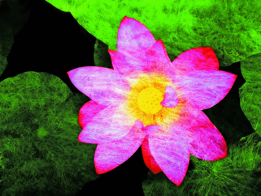 A010594-时尚简约-花类-花朵 花朵摄影 荷花