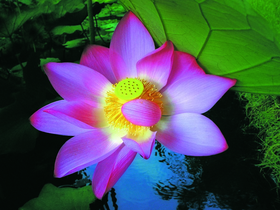 A010595-时尚简约-花类-花朵 花朵摄影 荷花