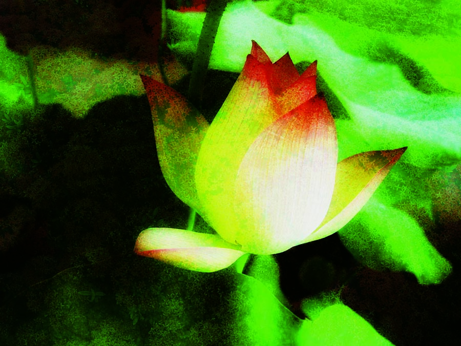 A010598-时尚简约-花类-花朵 花朵摄影 荷花