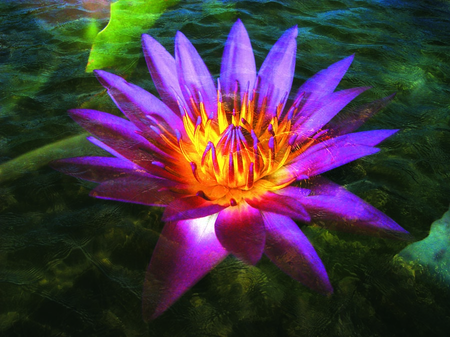 A010599-时尚简约-花类-花朵 花朵摄影 荷花