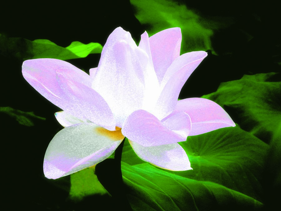 A010600-时尚简约-花类-花朵 花朵摄影 荷花