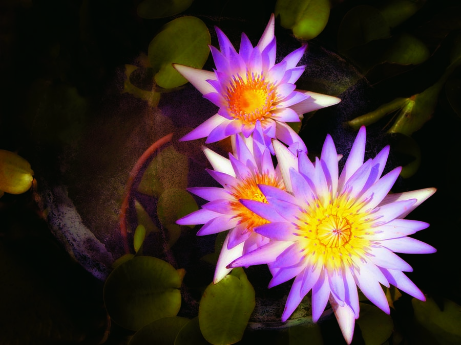 A010602-时尚简约-花类-花朵 花朵摄影 荷花