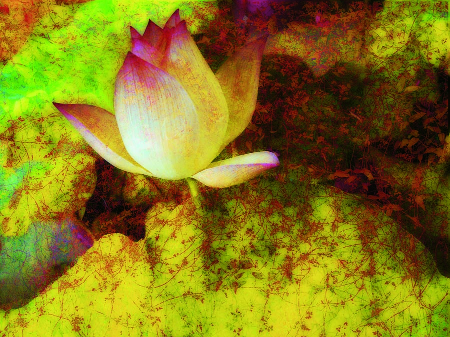 A010604-时尚简约-花类-花朵 花朵摄影 荷花