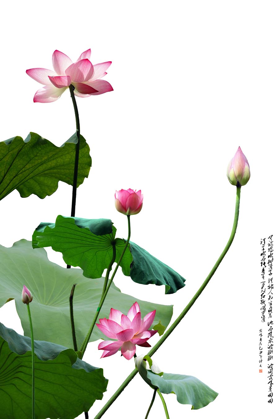 A010611-时尚简约-花类-花朵 花朵摄影 荷花