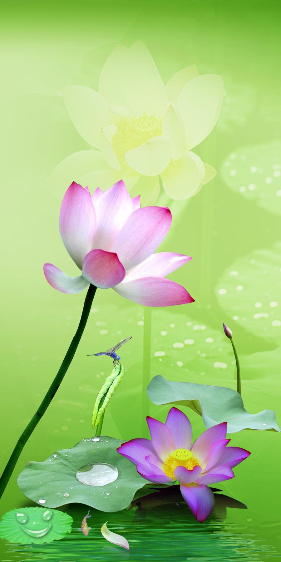 A010612-时尚简约-花类-花朵 花朵摄影 荷花