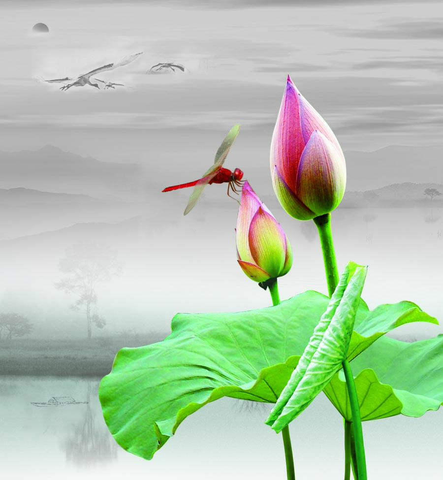 A010618-时尚简约-花类-花朵 花朵摄影 荷花