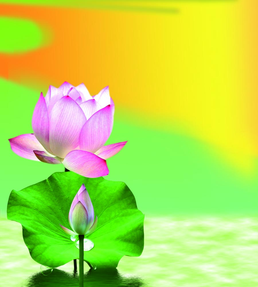 A010619-时尚简约-花类-花朵 花朵摄影 荷花
