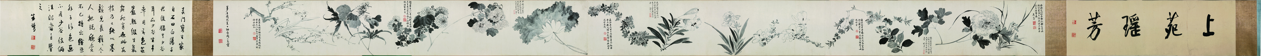 A001548中式风韵-长卷字画-明 周之冕 仿陈道复花卉