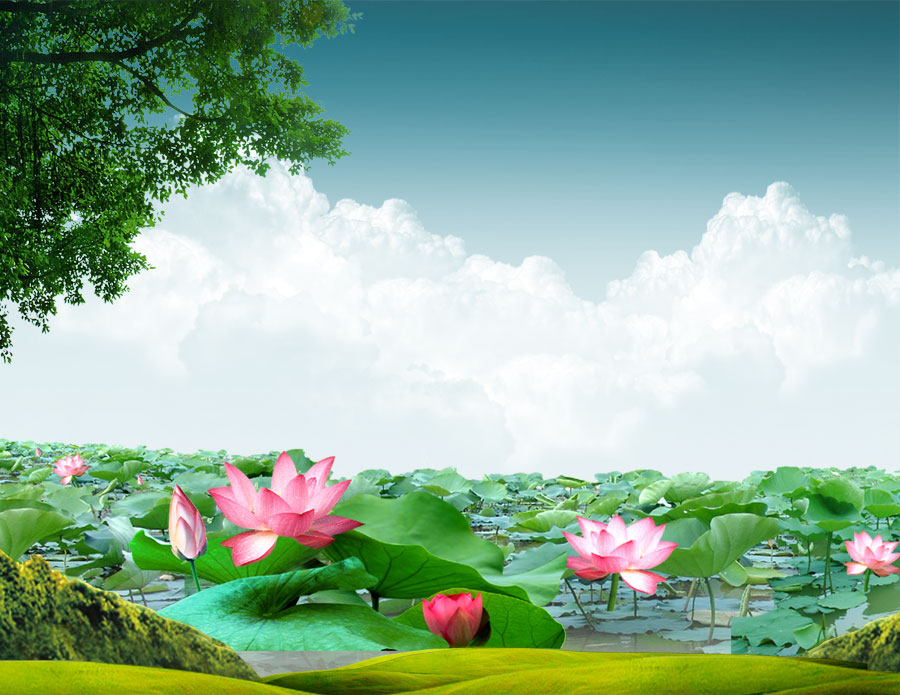 A040130-湖边荷花