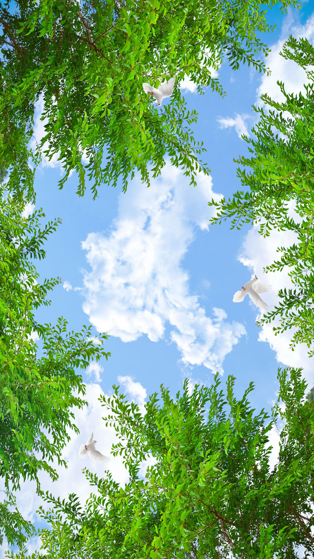 A050075-自然风景云朵树鸽子