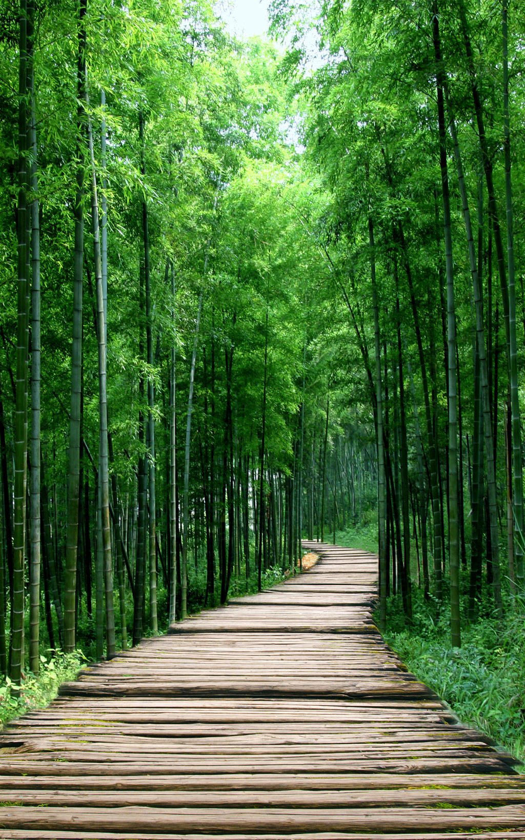 a051397自然风景大树-草地小花-湖泊