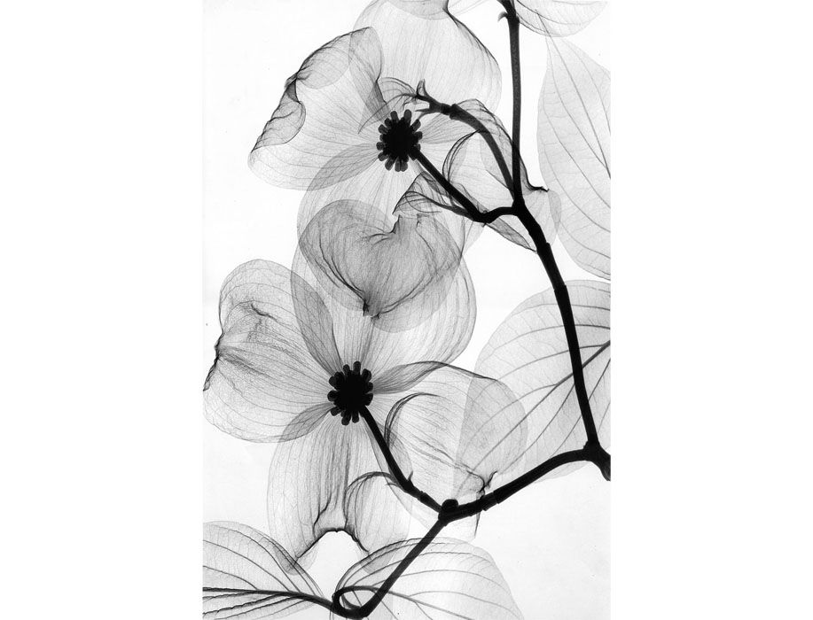 a051111-灰白唯美花