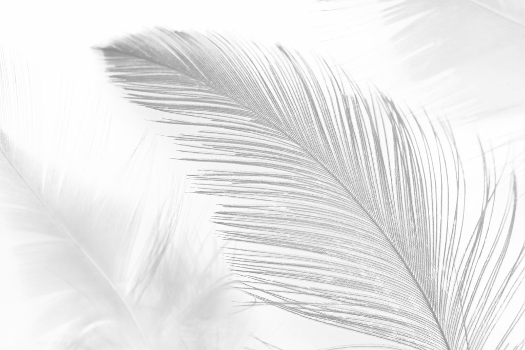 A054441-现代简约-羽毛
