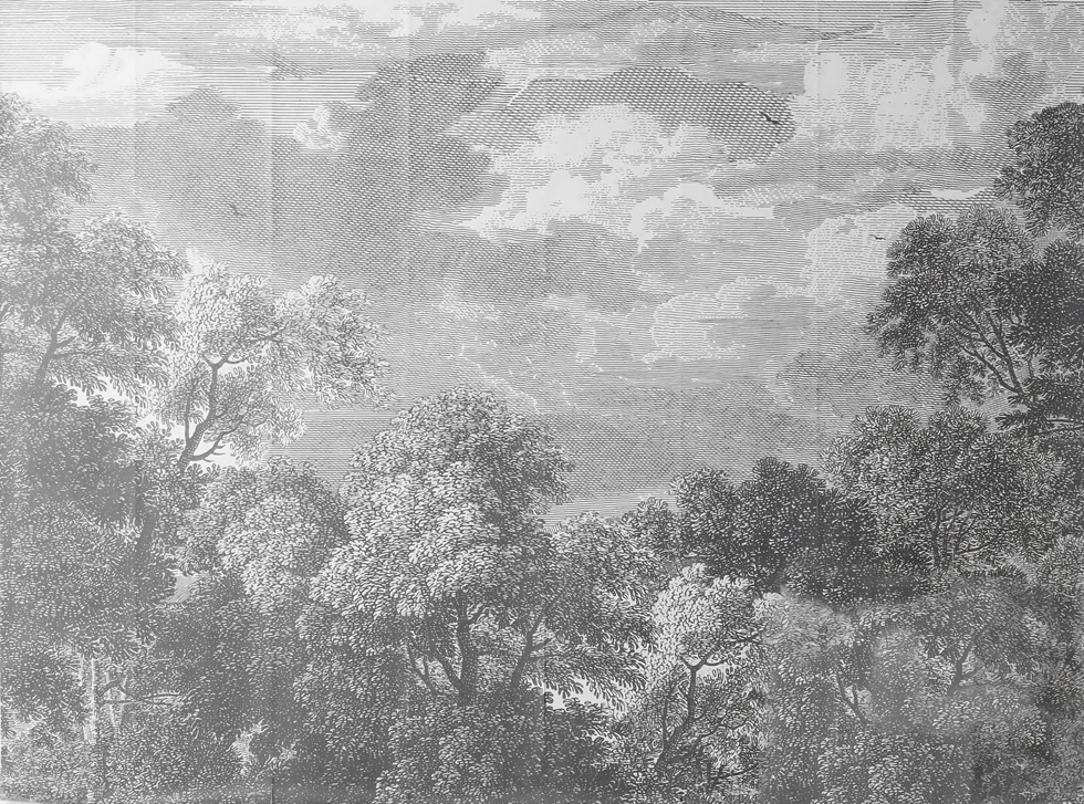 A061118-现代设计-热带雨林 西洋画美式-铜版画黑白