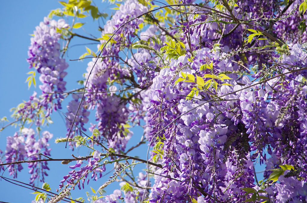 A050236-自然风景-花朵-紫藤萝