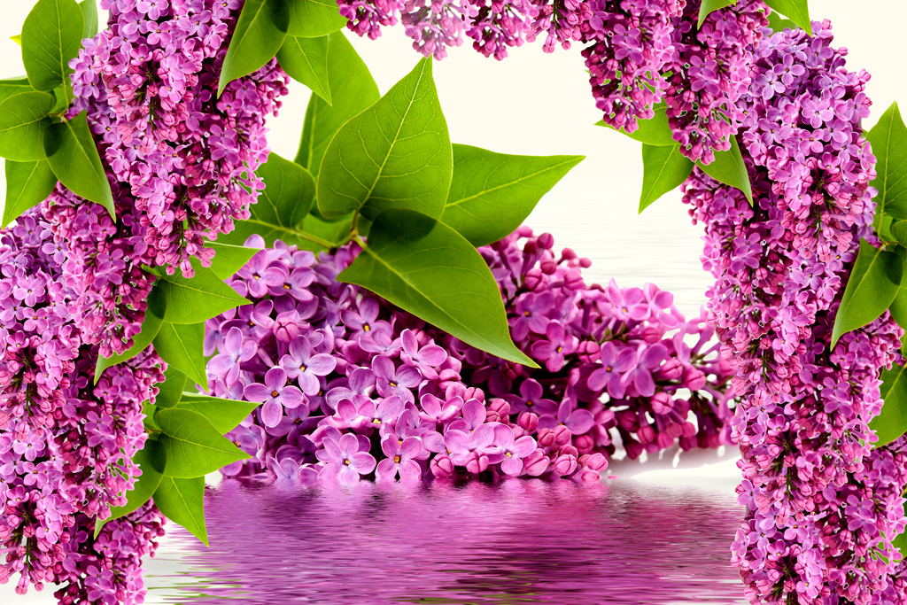 A053538-自然风景-花朵-紫藤花