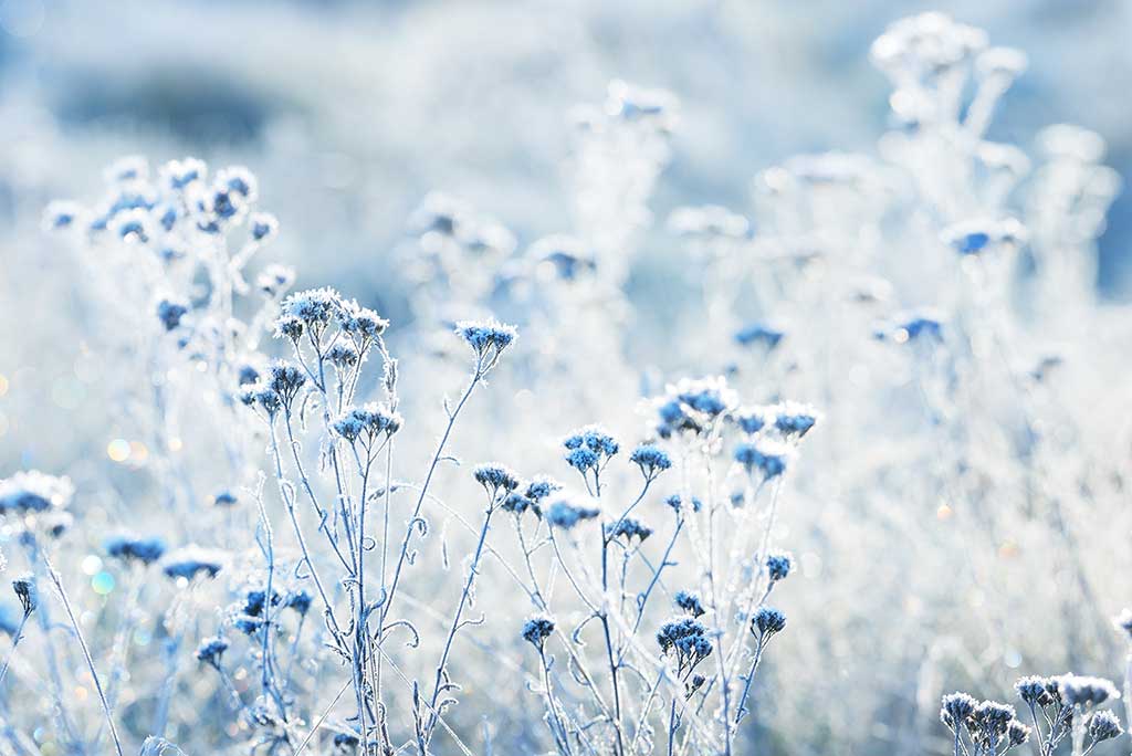 A056223-自然风景-花朵雪地野菊