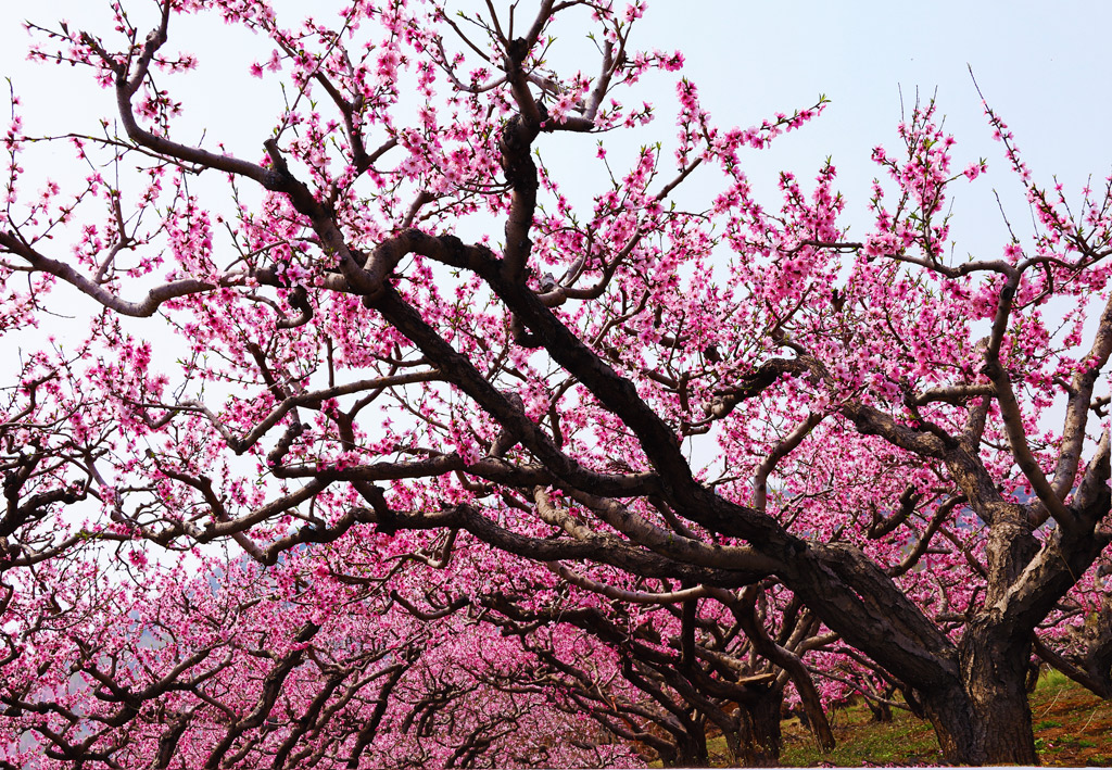 A057005-自然风景-花朵桃花