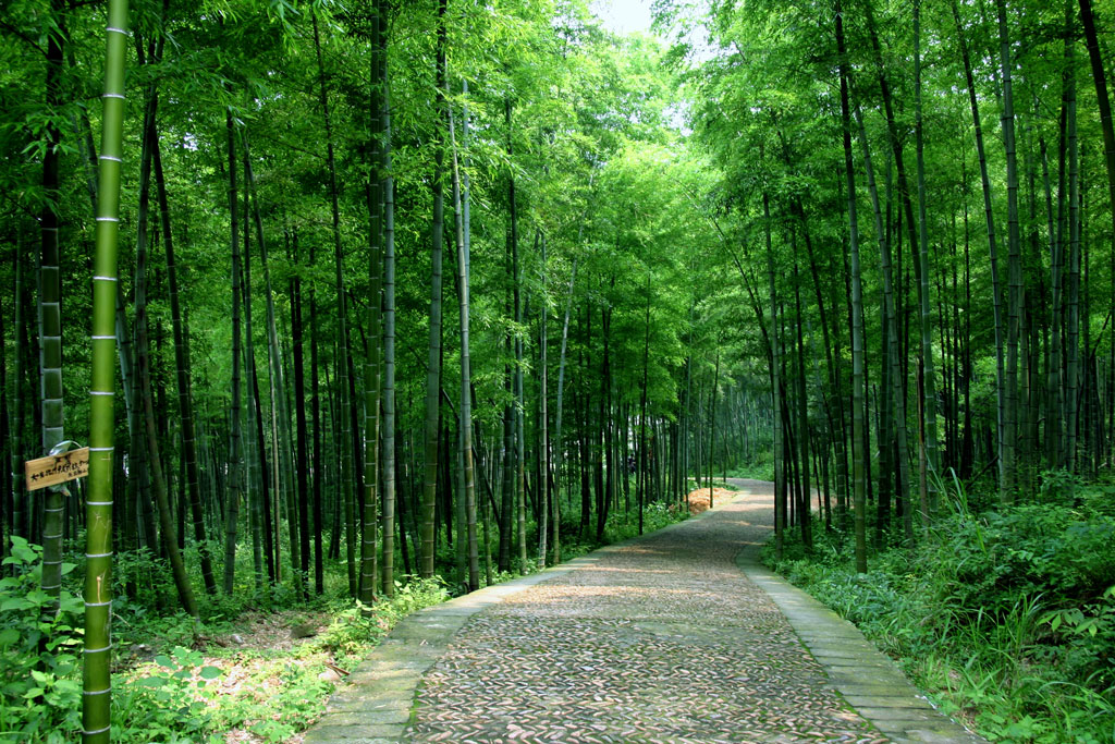 A050231-自然风景-树林-石子路树林