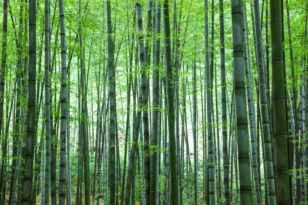 A051047-自然风景-树林-绿色树林