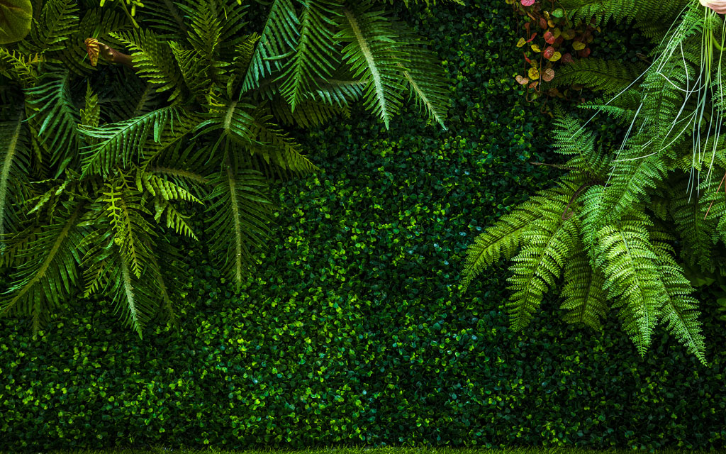 A055066-自然风景-树林热带雨林气候