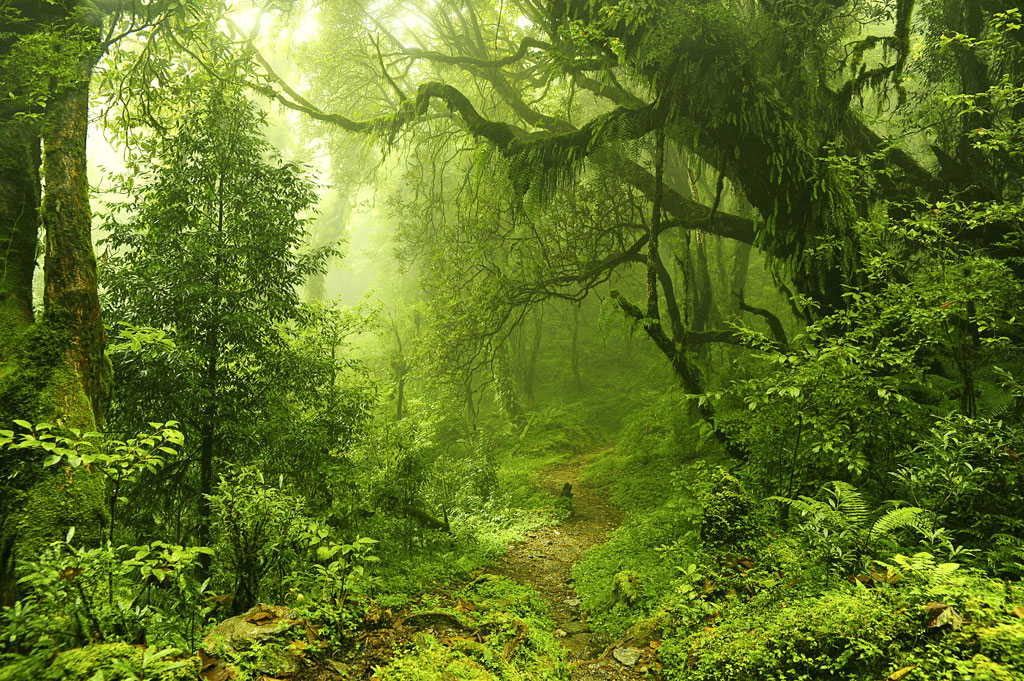 A052908-自然风景-树林-森林图片