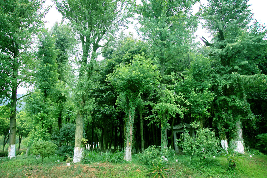 A054688-自然风景-树林