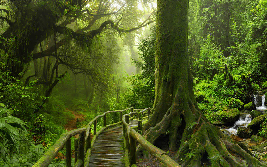 A054912-自然风景-树林 热带森林