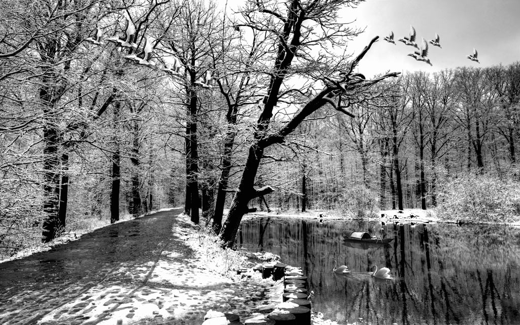 A059011-自然风景-森林-黑白风景画
