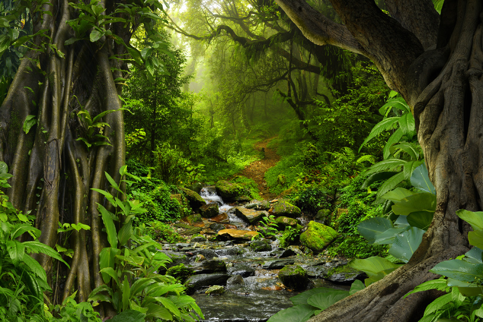 A059827-自然风景-森林-树林深处